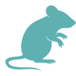 Klaar met de angst bij het zien of denken aan muizen? Verlos jezelf van spanning en voel je weer rustig